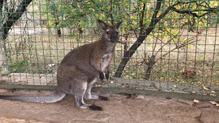 Милый кенгуру в Тайгане