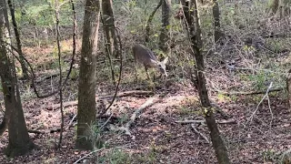 BUCK SNUCK UP ON ME! (Public Land Rut)