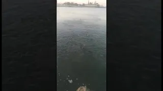 Ейск. Море бурлит пеленгасом. 🐟🐠🎣