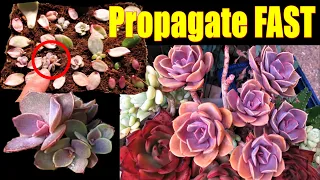 How to Propagate Echeveria PVN | GSwLK