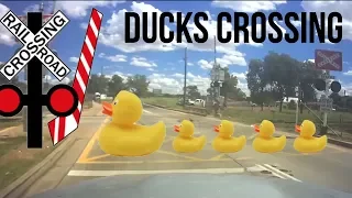 Ducks crossing on the railway line