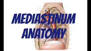 Mediastinum|anatomy|detailed|simple|diagrams|clinical