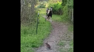 Ozzy Man Review : Horses 🐴🐴 vs Bunny 🐇🐇