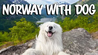 Norway with a dog -Tips & Tricks
