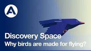 Why birds are made for flying? | Discovery Space