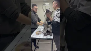 Husky Dog vaccination 😍