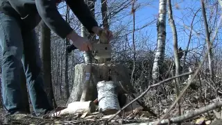 Squaring birch for spoon blank with Silky ONO Chopper