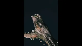 common potoo