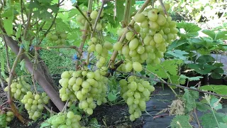 ГАРОЛЬД виноград яркого муската.
