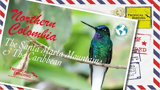 Tropical Birding Virtual Birding Tour of Northern Colombia by Jose Illanes