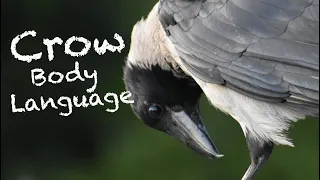 Hooded Crow Body Language Pt 2