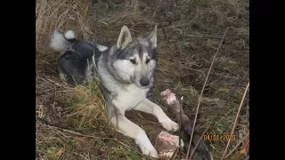 СОБОЛЬ НА СТРЁМЕ!!! ВДРУГ ЧТО УКРАДУТ ДЕВКИ!!!