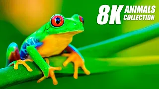 Beautiful Animals Collection in 8K VIDEO ULTRA HD 60FPS