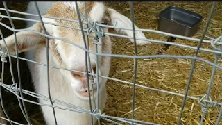 Neighboring farmer not surprised goats ended up on turnpike bridge