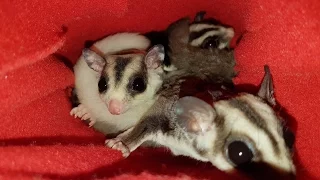 Meet my sugar gliders | Introducing new sugar gliders to a group