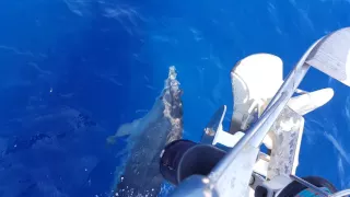 Dolfijnen bij Ibiza stad 6-9-2016