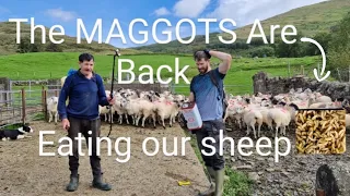 The maggots are eating our sheep, eating their flesh #sheep #farming  shepherd lambs animals collie