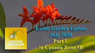 Exotic Garden In Canada Update July 2020 Part 1