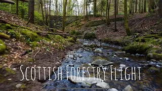 Beautiful Scottish forestry!