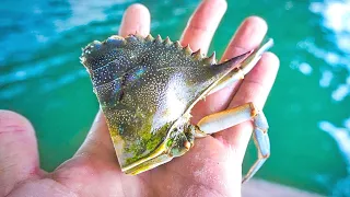 Fishing Big Chunks of Blue Crab to Catch Bridge BEASTS