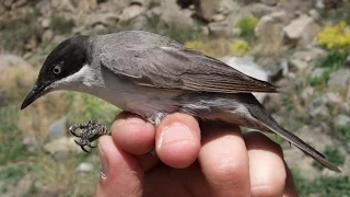 Song of the Eastern Orphean Warbler - Sylvia crassirostris, Armenia