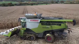 11-11-21 Cowick Farming Partnership & Crimped Maize UK. Combining with Claas Lexion 770.