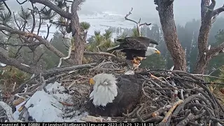 Jackie, Shadow Storm in the valley Big Bear Bald Eagle Live Nest   Cam 1 / Wide View - Cam 2
