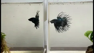 My favorite King Crowntail bettas