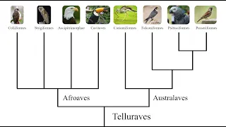 The Bird Family Tree: How all the Major Bird Groups are Related to Each Other.