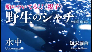 船についてる!!〈親子〉【野生のシャチ】水中  知床羅臼  wild orca  Underwater  Shiretoko Rausu