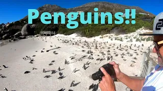 Boulders Beach African Penguins, Simonstown, Cape Town, South Africa.