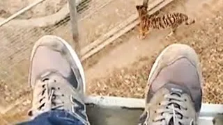 Man jumps into zoo's tiger den