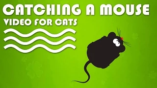 CAT GAMES - Catching a Mouse! Mice Video for Cats to Watch | CAT & DOG TV.