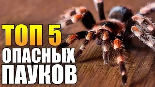 Топ 5 опасных пауков