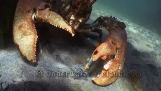 Huge giant 100 year old monster lobster attacks paparazzi camera underwater. Огромный омар атакует.