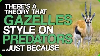 There's a Theory that Gazelles Style On Predators... Just Because