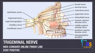 Trigeminal nerve