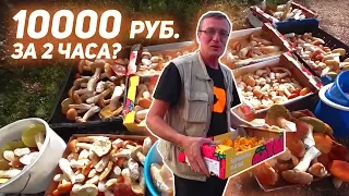 САМАЯ ЛЕГКАЯ РАБОТА В ФИНЛЯНДИИ. Сбор грибов - белый, лисичка