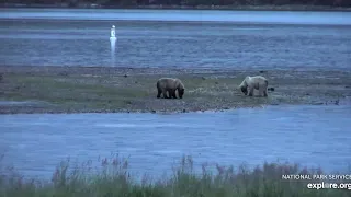 Bear 482 Brett emancipated cubs LR Katmai 2020 07 18