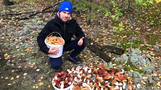 БОРОВИКИ ПІШЛИ ПІСЛЯ ДОЩУ В СОСНЯКУ ТА БЕРЕЗНЯКУ!