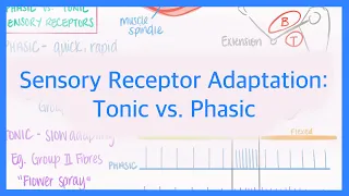 Sensory Receptor Adaptation: Tonic vs. Phasic Receptors