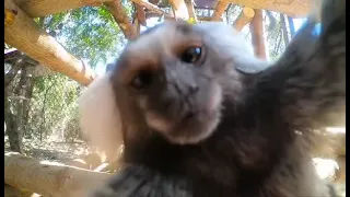 Monkey kissing you meme