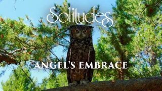 Dan Gibson’s Solitudes - Angels of the Night | Angel's Embrace