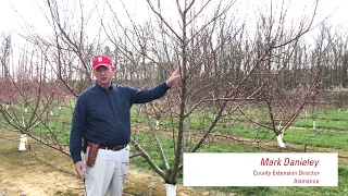 How to prune peach trees - dormant season