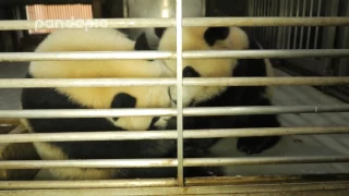 Panda cubs drink milk