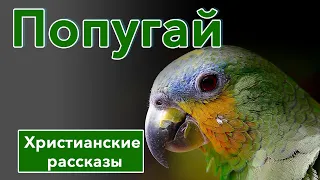 🟢Попугай -  ИНТЕРЕСНЫЙ ХРИСТИАНСКИЙ РАССКАЗ | Христианские рассказы