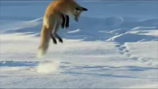 Fox Dives Headfirst Into Snow