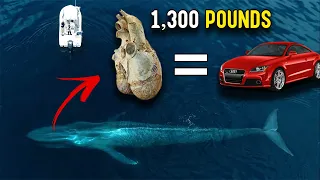 Things you didn't know about the biggest creature in history 😲😲