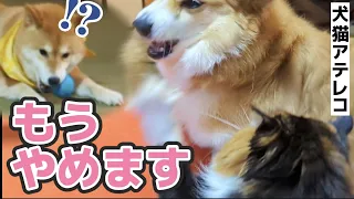 【犬猫アテレコ】師弟関係の危機