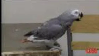 Alex, the talking research African Grey parrot passes away.